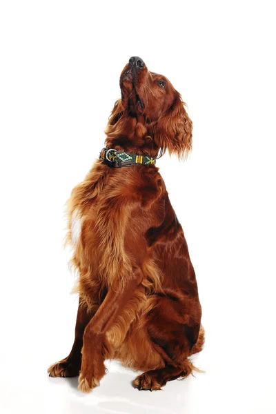 İrlandalı red setter — Stok fotoğraf