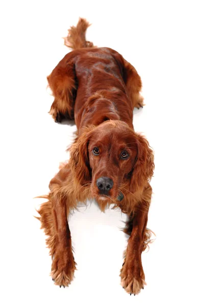 Irish Red Setter — Stock Photo, Image