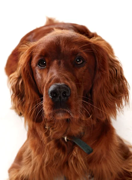 Setter vermelho irlandês — Fotografia de Stock