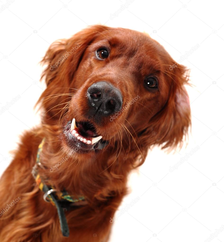 Irish Red Setter — Stock Photo © profoto8213 #14912643 Irish Red Setter — Stock Photo © profoto8213 #14912643