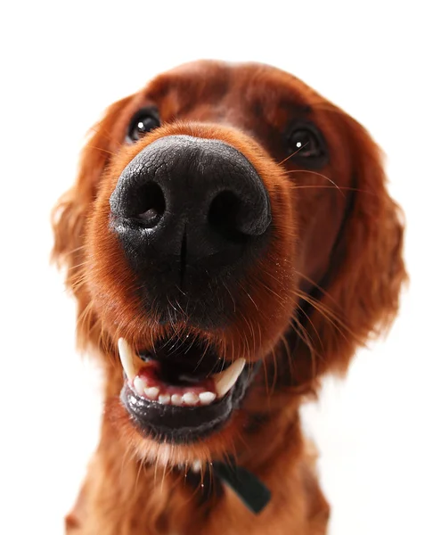 Irish Setter — Stock Photo, Image