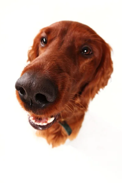 Irländsk setter — Stockfoto