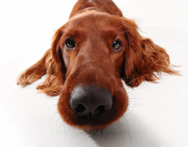 Ierse setter — Stockfoto