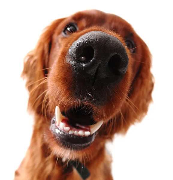 Irish Setter — Stock Photo, Image