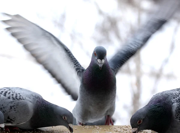 gri güvercin pencerede oturup