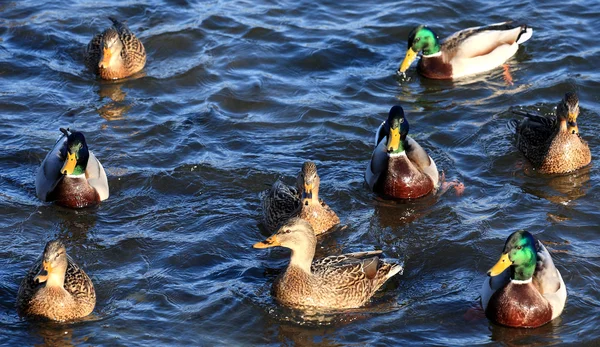 Kachny v jezeře — Stock fotografie