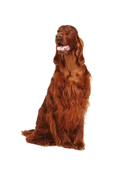 İrlandalı red setter