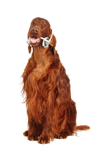 Kulaklıklar ile İrlandalı red setter — Stok fotoğraf