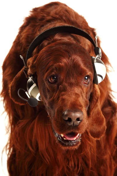 Setter vermelho irlandês com fones de ouvido — Fotografia de Stock