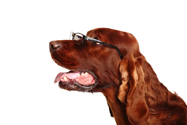 Ierse setter rood hond in glazen — Stockfoto