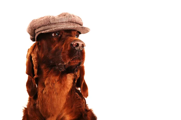 Irish Red Setter cão no chapéu — Fotografia de Stock