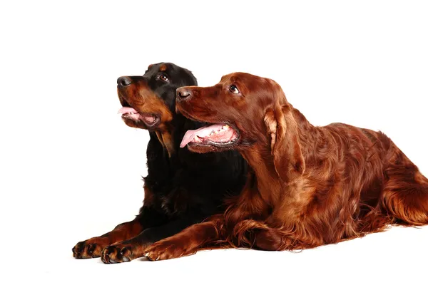 Pies Seter irlandzki — Zdjęcie stockowe