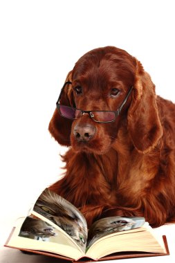 İrlandalı red setter köpek gözlük