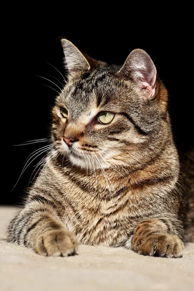 Resting cat — Stock Photo, Image