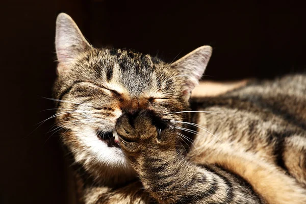 Rustende kat — Stockfoto