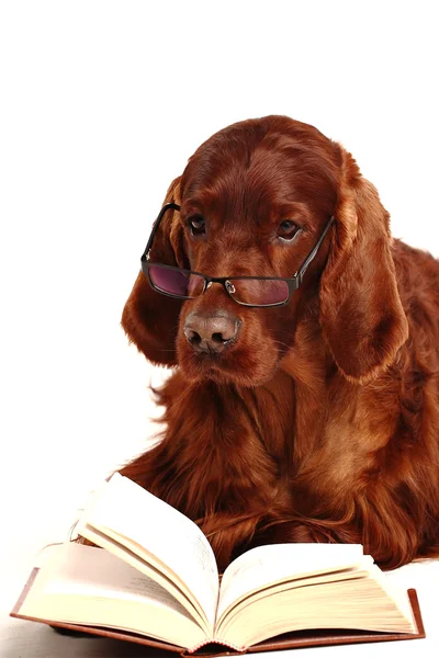 İrlandalı red setter köpek gözlük