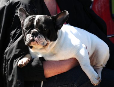 köpek şovu, fino köpeği