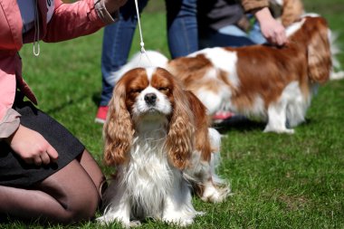 köpek şovu, fino köpeği