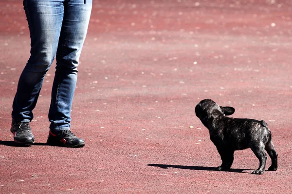 Show de cães, Poodle — Fotografia de Stock