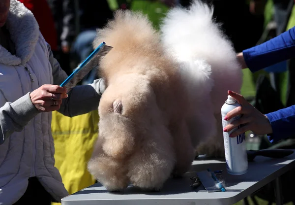 Dog Show, Poodle — Stock Photo, Image