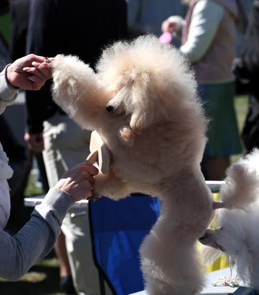 Dog Show, Poodle — Stock Photo, Image