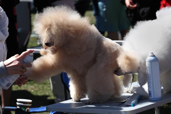 Dog Show, Poodle — Stock Photo, Image