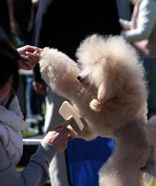 Dog Show, Poodle — Stock Photo, Image