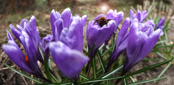 Hermosas flores de primavera con abejorro sentado —  Fotos de Stock
