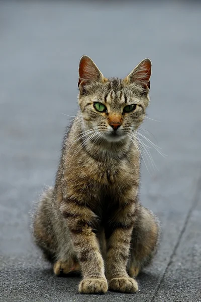 Katt porträtt — Stockfoto