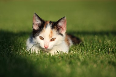 çimlerde oynayan küçük bir kedi yavrusu