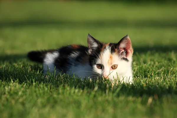 Lilla kattunge leker i gräset — Stockfoto