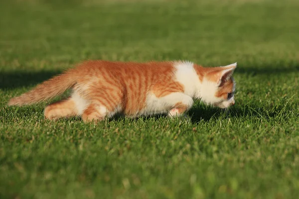 Kleine kitten spelen op het gras — Stockfoto