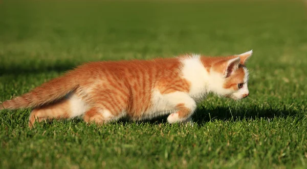 Koťátko hrát na trávě — Stock fotografie