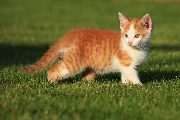 Lilla kattunge leker i gräset — Stockfoto