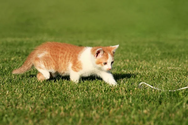 잔디에 작은 고양이 — 스톡 사진