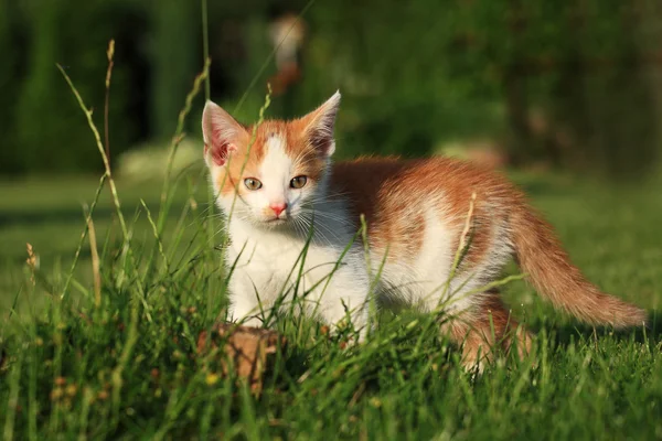 Lilla kattunge leker i gräset — Stockfoto