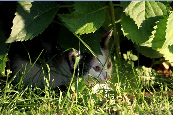 Pequeño gatito jugando en la hierba —  Fotos de Stock