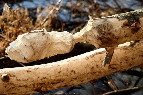 Tree beavers, beaver's work — Stock Photo, Image