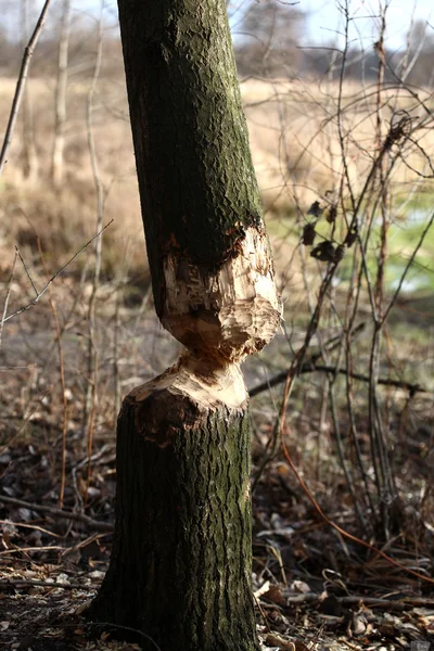 Träd bäver, bäver 's arbete — Stockfoto