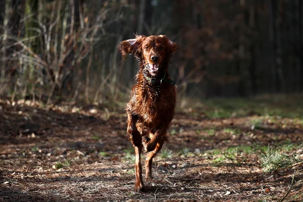 Glücklicher irischer Roter Setter Hund für einen Spaziergang — Stockfoto