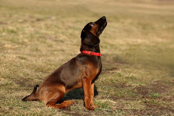 Irlandais rouge chien seter — Photo