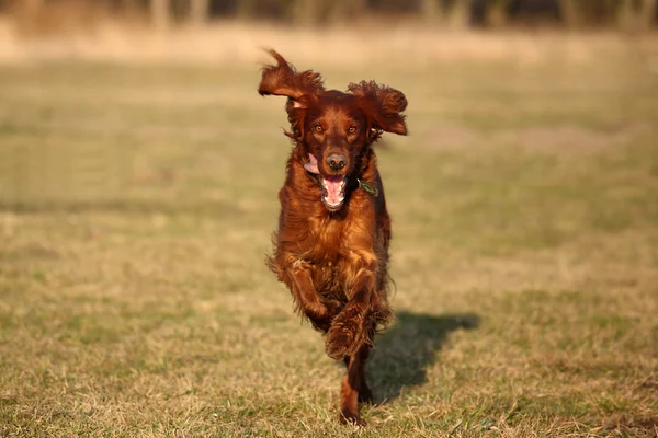 Irlandais rouge chien seter — Photo