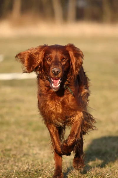 Irischer Roter Setter Hund — Stockfoto