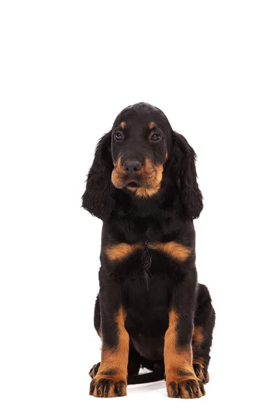 Young gordon setter puppy on white background — Stock Photo, Image