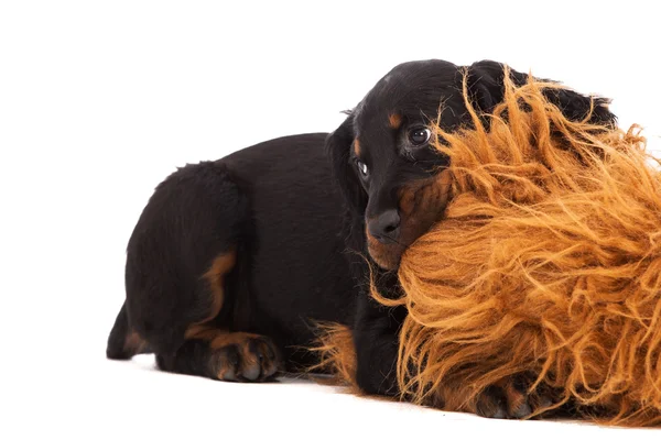 Young gordon setter puppy on white background — Stock Photo, Image