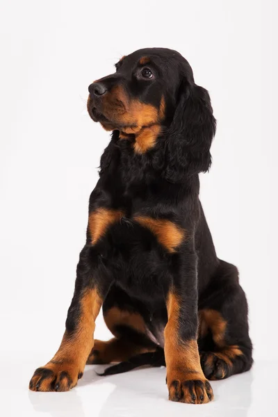 Filhote de cachorro jovem gordon setter no fundo branco — Fotografia de Stock