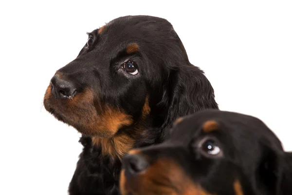 Filhote de cachorro jovem gordon setter no fundo branco — Fotografia de Stock