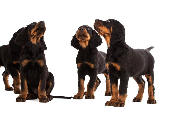 Filhote de cachorro jovem gordon setter no fundo branco — Fotografia de Stock