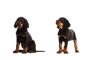 beyaz zemin üzerine genç gordon setter yavrusu