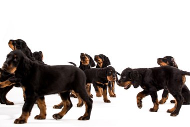 beyaz zemin üzerine genç gordon setter yavrusu